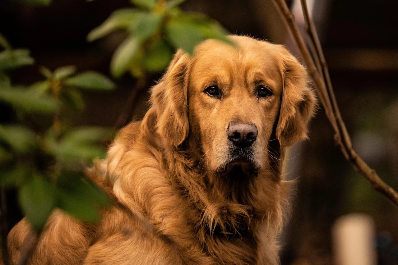 Gelenkschmerzen beim Hund – wenn jeder Schritt unangenehm ist