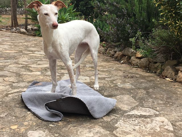 Ausbalancieren auf einer Decke