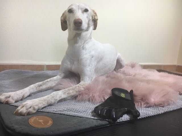 hund auf decke mit massagehandschuh - martina flocken - doggy fitness - hundephysio - hundefitness