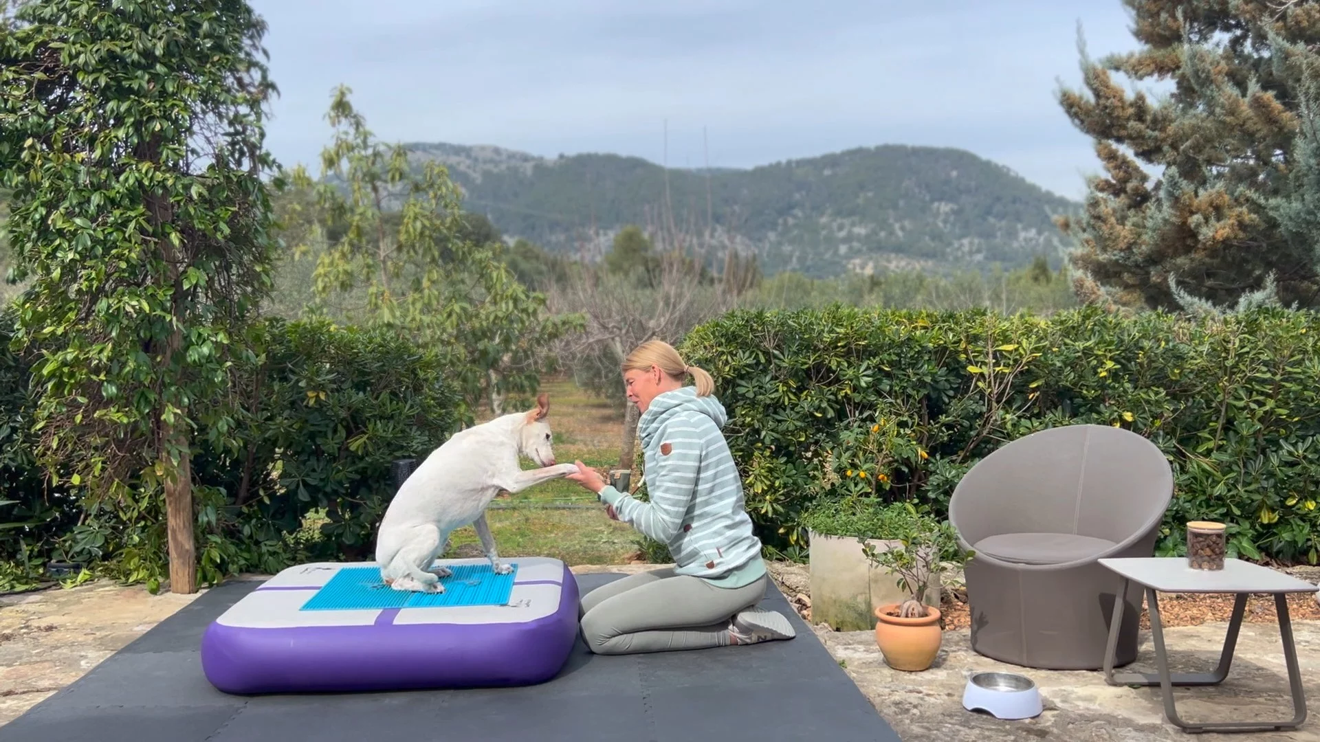 Fitnesstraining beim Hund – warum Balancepads & Co. nicht zum Spaß eingesetzt werden sollten