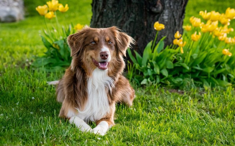 Wie gutes Hundetraining aufgebaut wird und warum es wichtig ist, dass es deinem Hund dabei gut geht! – Gastartikel von Anne Bucher