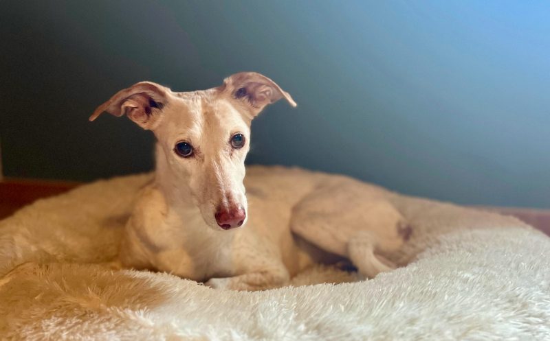 martina flocken - doggy fitness - hundephysio - hundefitness - arthrose schonen warum es so wichtig ist, dass dein hund bei gelenkproblemen in bewegung bleibt