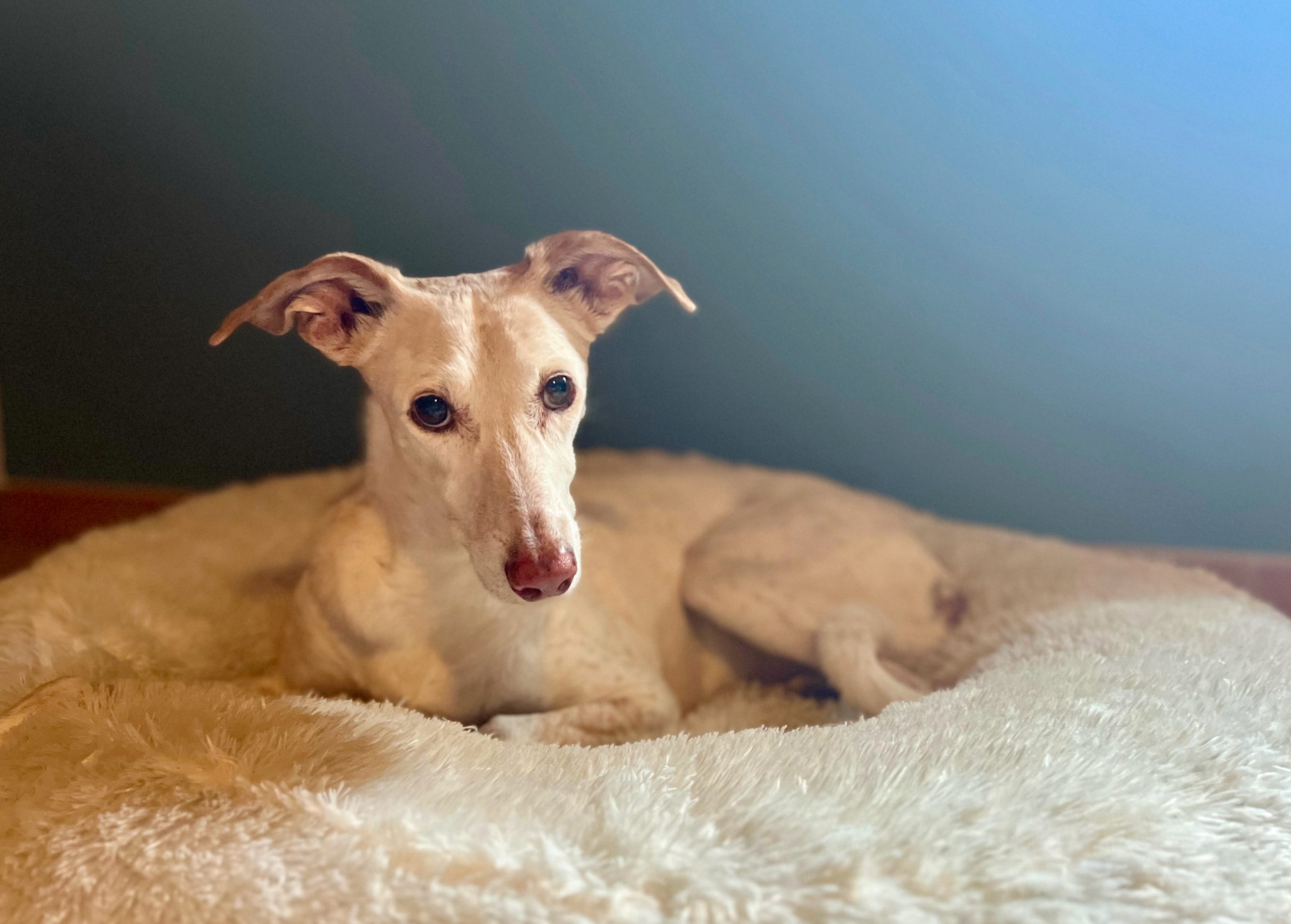 Arthrose = Schonen? – Warum es so wichtig ist, dass dein Hund bei Gelenkproblemen in Bewegung bleibt
