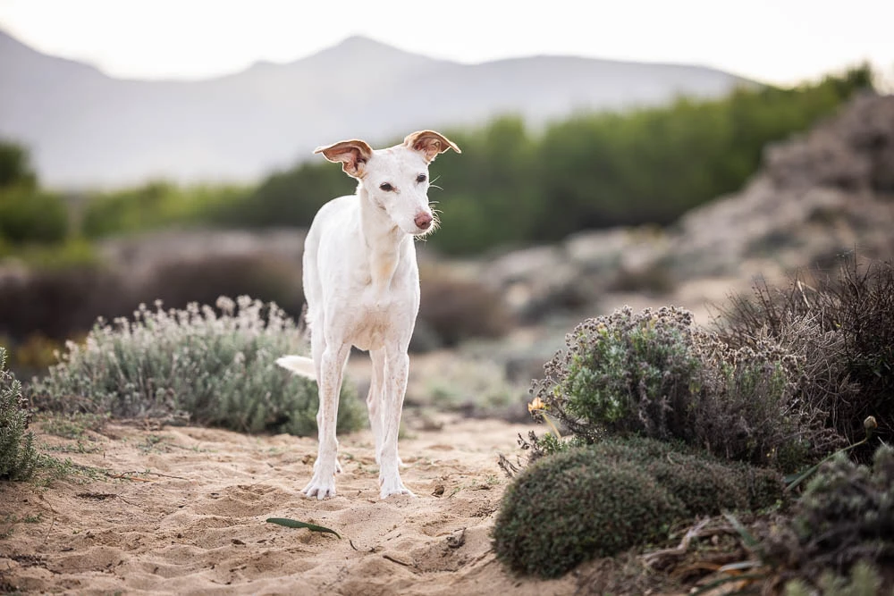 Zerrung beim Hund – Ursachen, Symptome und Behandlung