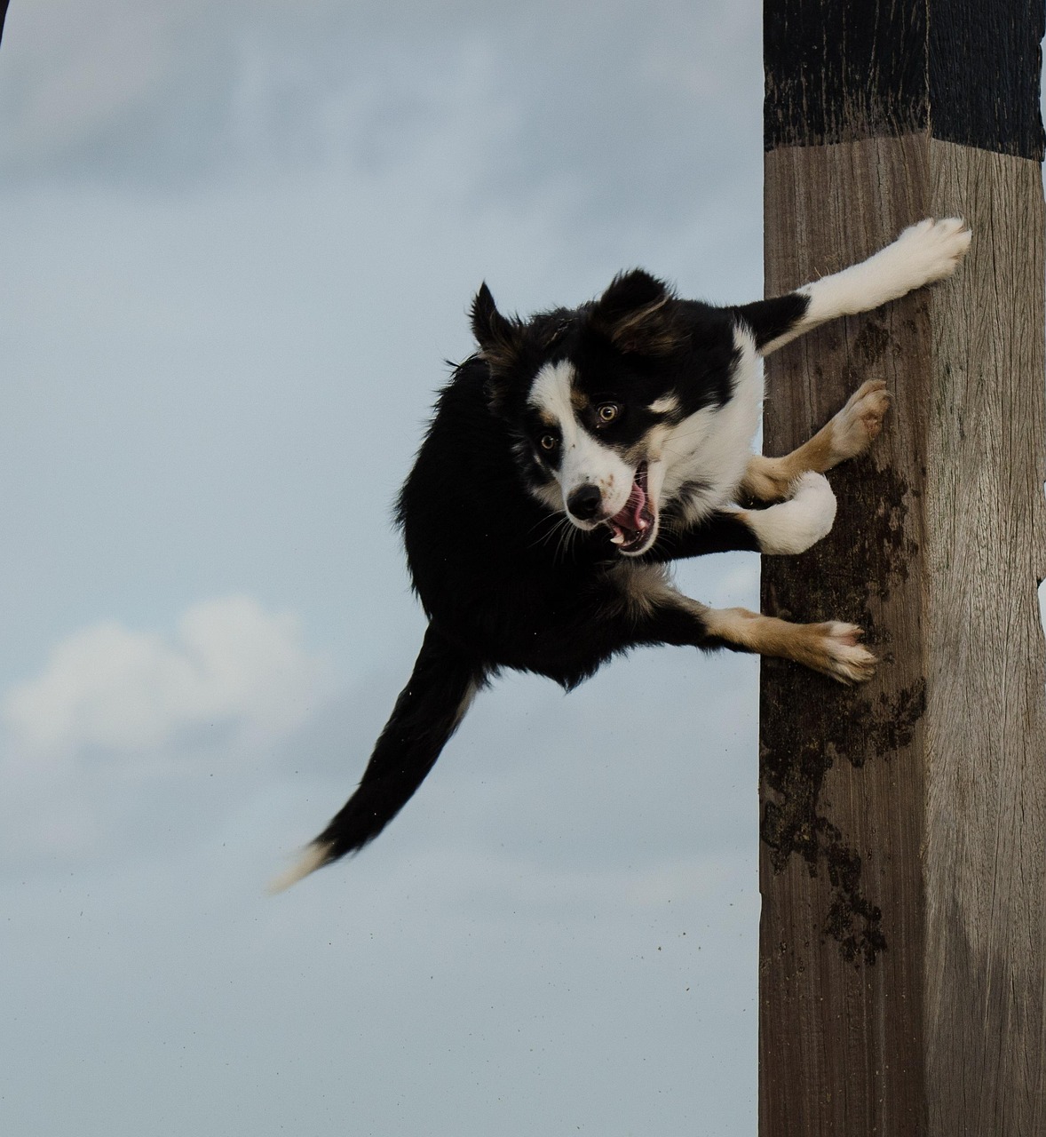 hundefitness training vs. tricktraining – was sind die unterschiede