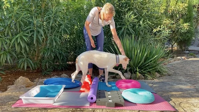 Übung Feinmotorik für den Hund