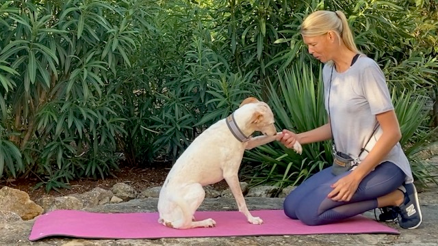 hund gibt profe - martina flocken - hundefitness - hundephysio
