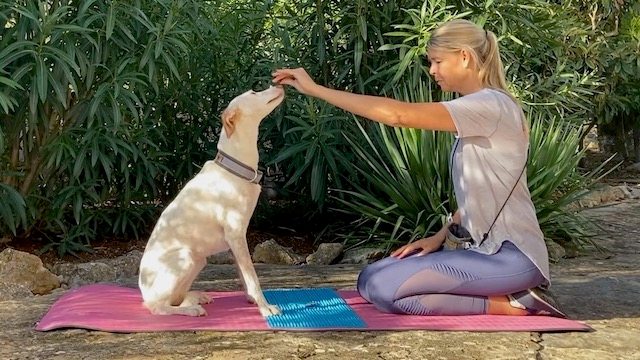 martina - flocken doggy fitness - rückentraining für hunde - hundephysiotherapie - hundefitness - S4 Sit pretty a