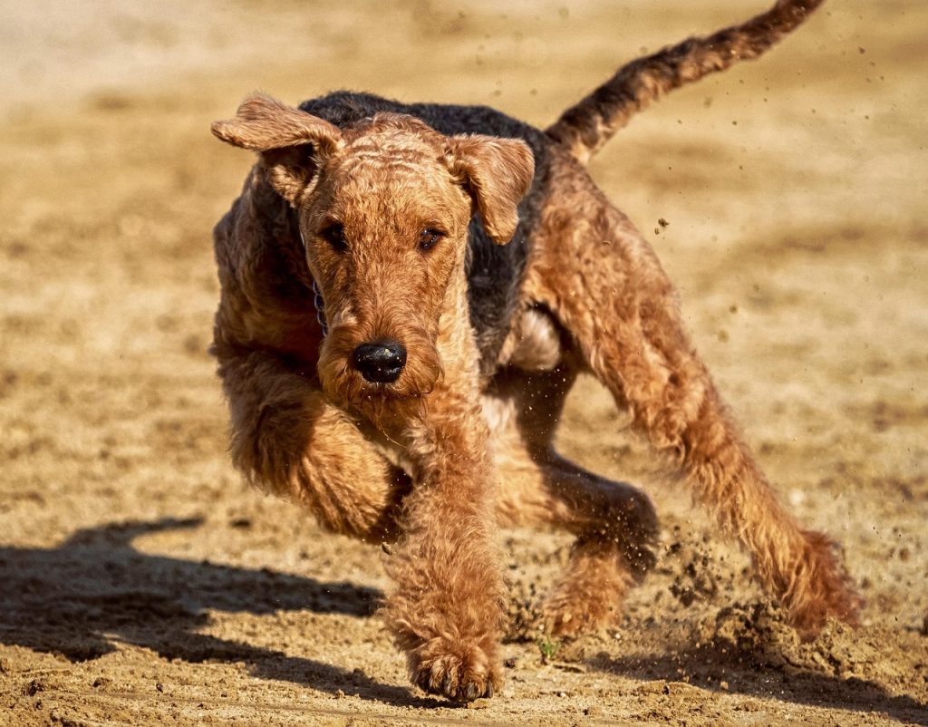 so schädlich ist es, deinen hund regelmäßig so richtig „auszupowern“