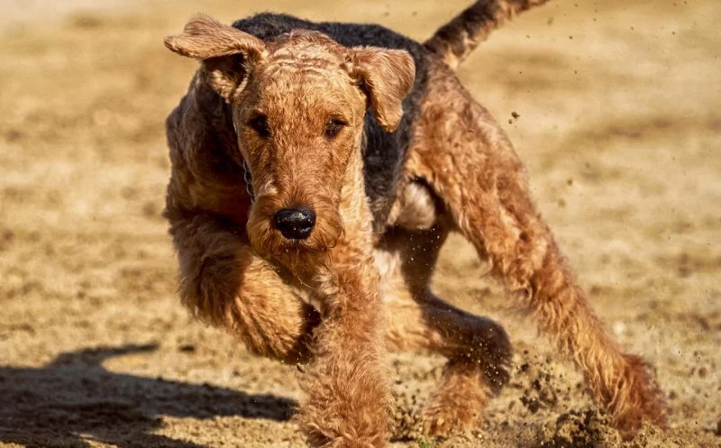 so schädlich ist es, deinen hund regelmäßig so richtig „auszupowern“
