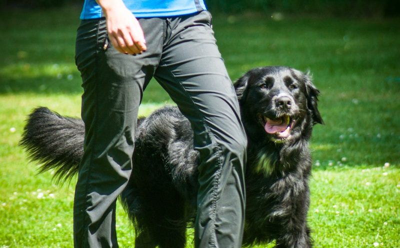 So vermeidest du muskuläre Dysbalancen und Verspannungen durch Fußarbeit im Hundesport