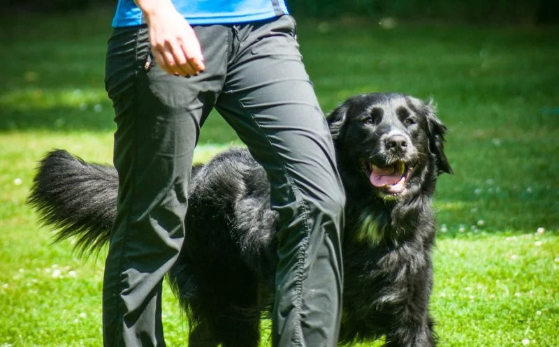 So vermeidest du muskuläre Dysbalancen und Verspannungen durch Fußarbeit im Hundesport