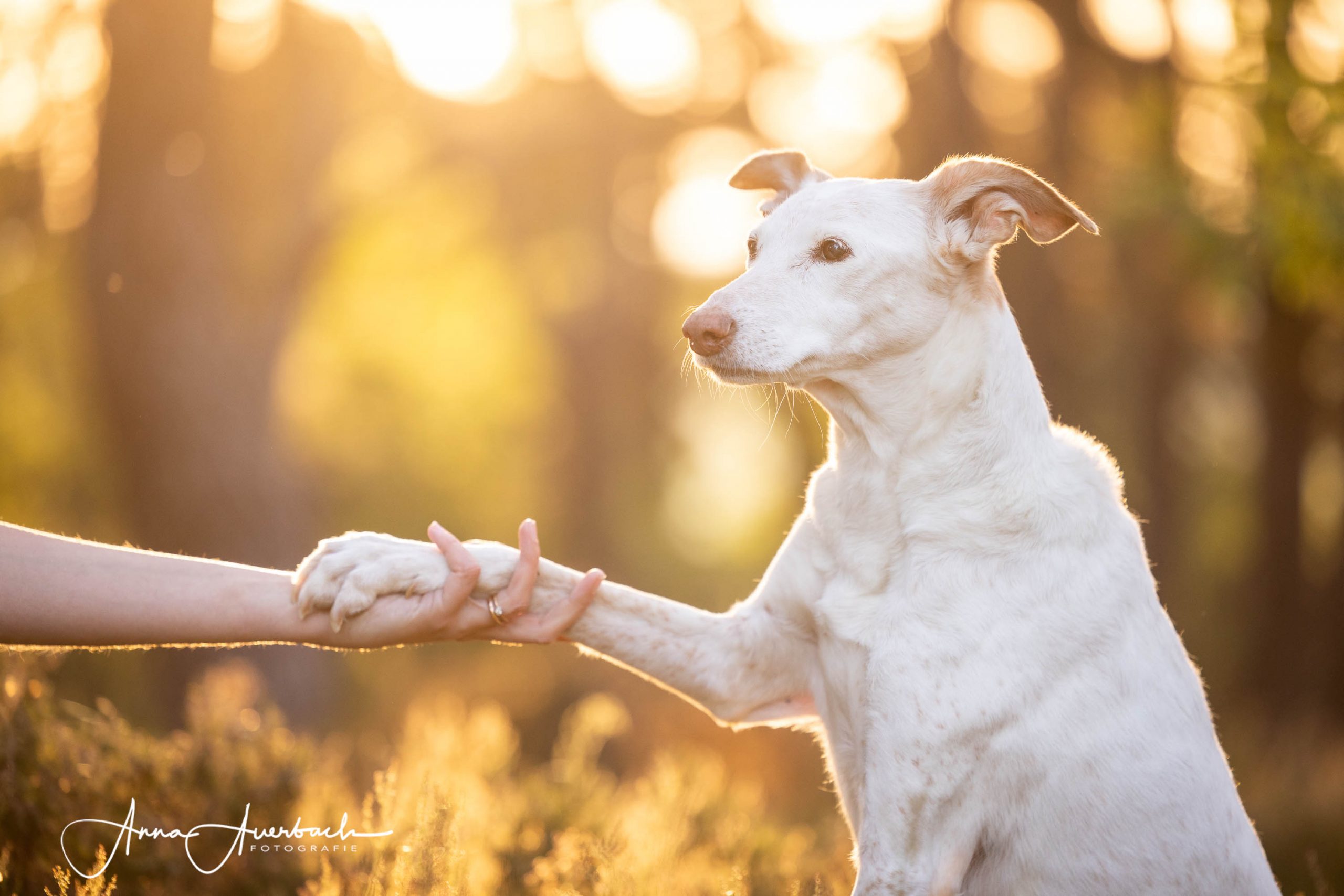 das vestibularsyndrom – ein grund deinen hund einzuschläfern