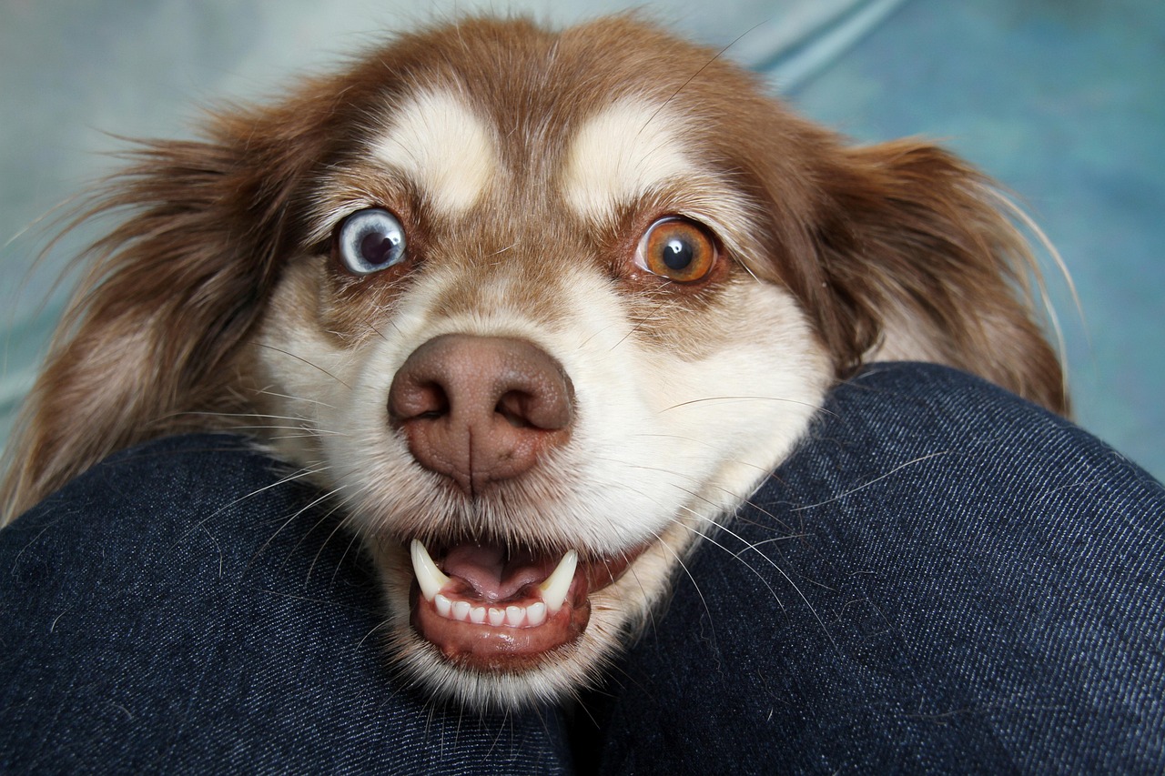 hund auf drei beinen – das verändert sich für einen hund nach einer amputation und so kannst du ihn unterstützen