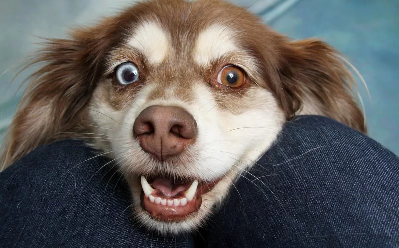 Hund auf drei Beinen – das verändert sich für einen Hund nach einer Amputation und so kannst du ihn unterstützen