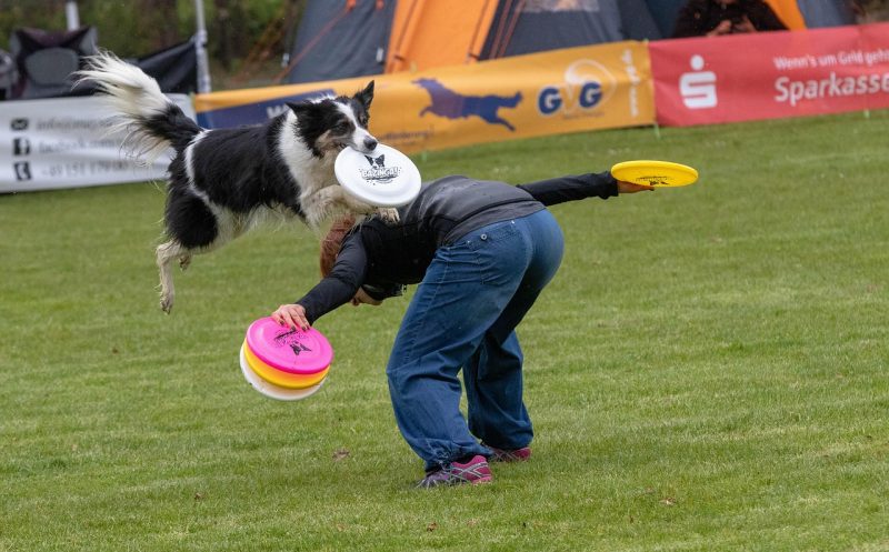 Hundesportarten – „High-Impact“ und „Low-Impact“ Sportarten – das sind die Unterschiede