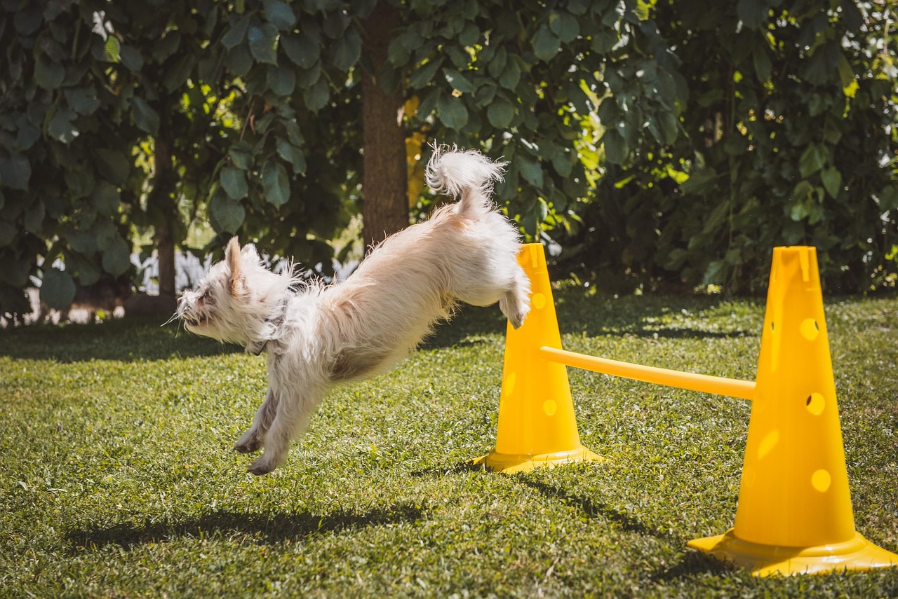 wenn der hund springt – das sind die auswirkungen auf die vorderhand