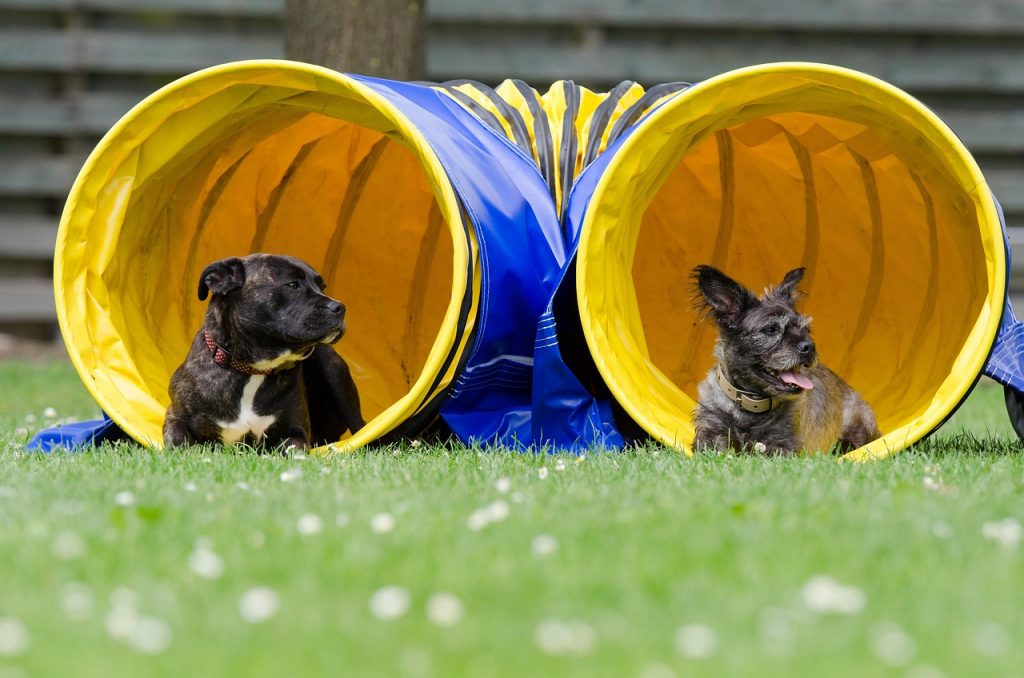 hoopers agility – ein genialer, gelenkschonender hundesport für jederhund