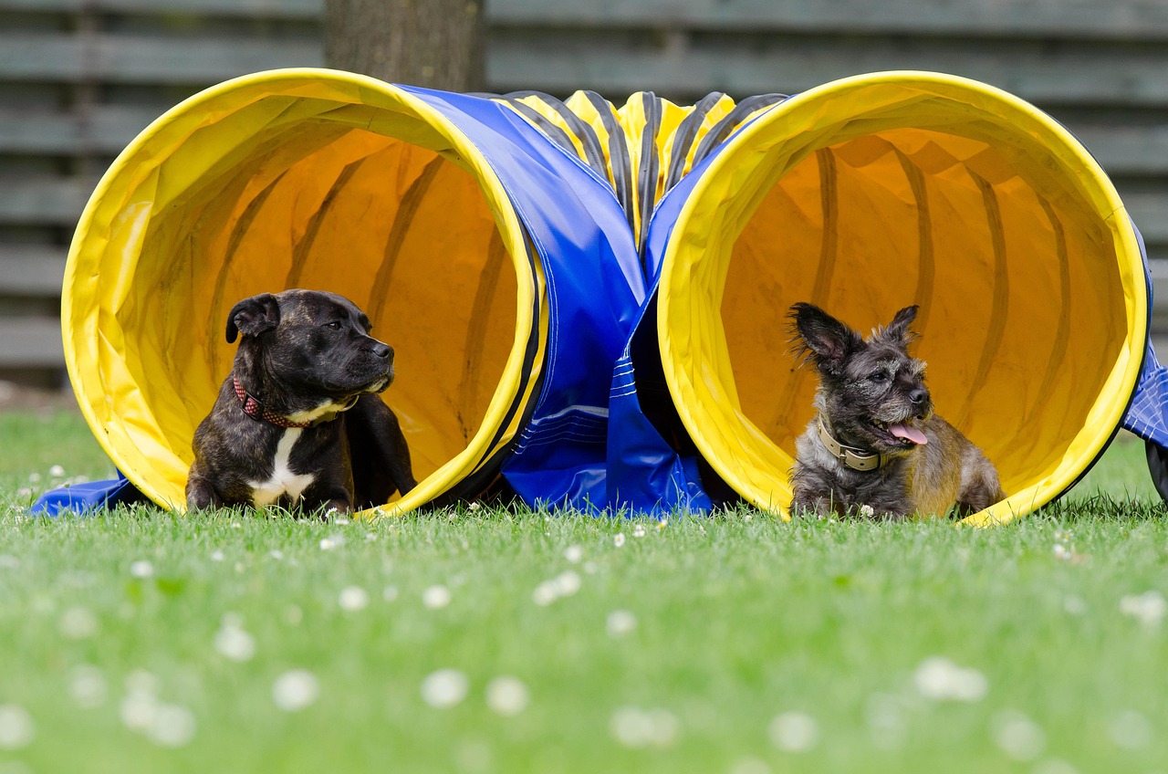 hoopers agility – ein genialer, gelenkschonender hundesport für jederhund