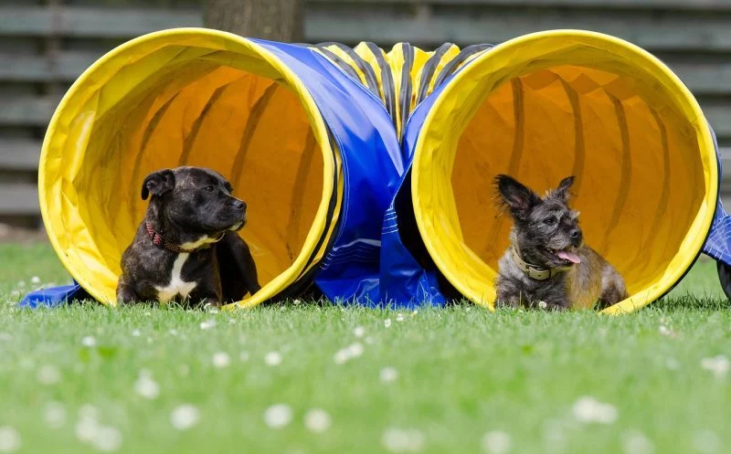 Hoopers Agility – ein genialer, gelenkschonender Hundesport für Jederhund