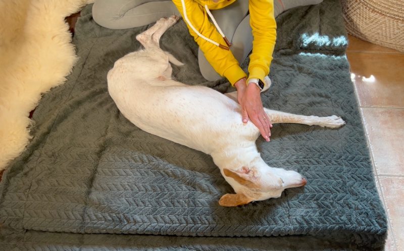 Operation beim Hund vermeiden mit Hundephysiotherapie – geht das?