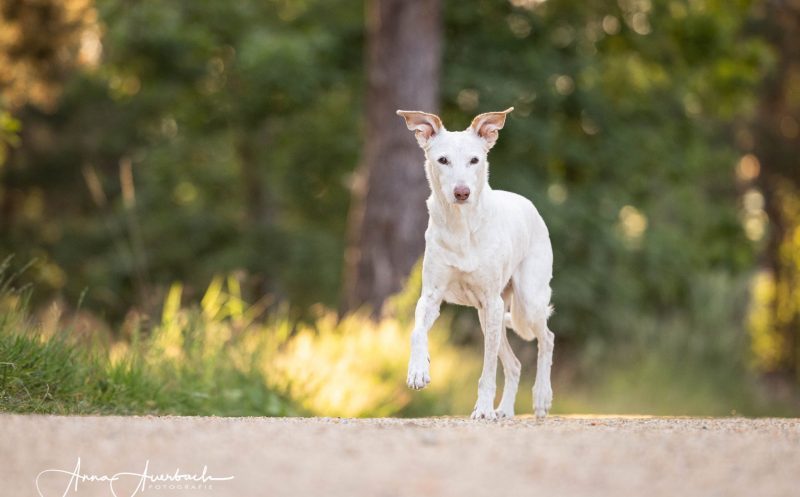 martina flocken - doggy fitness - deshalb verursacht arthrose nicht immer schmerzen – und ist trotzdem da - hundephysio - hundefitness