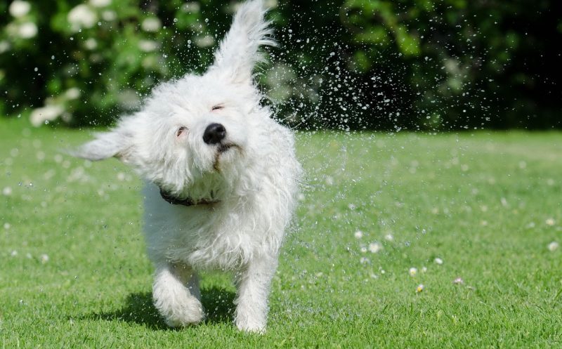 Schüttelt sich dein Hund normal? So richtig von vorne bis nach hinten?