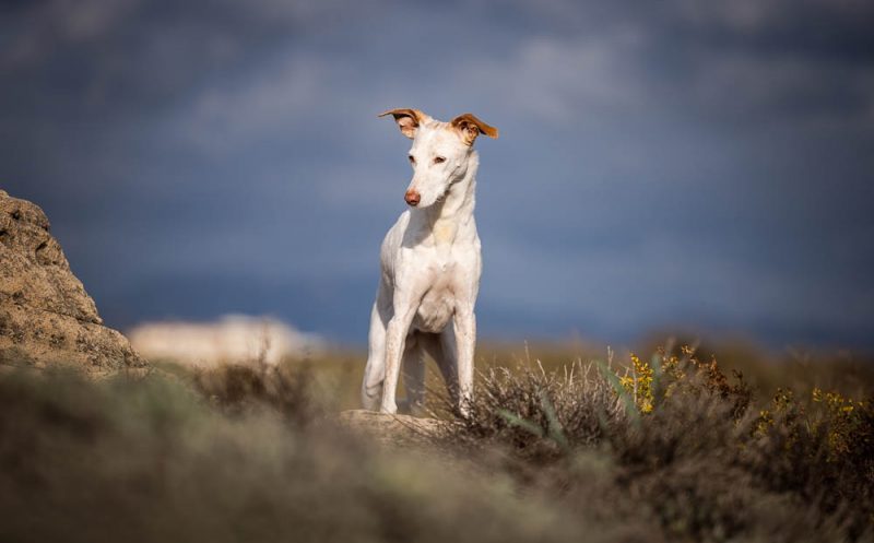 Dein Hund spielt nicht mehr? Schmerzen können die Ursache sein!
