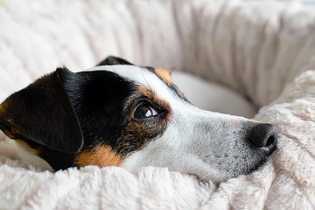 Aufgewölbter Rücken beim Hund – das ist die Ursache