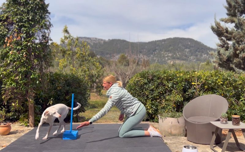 Hundefitness – Hunde gesund fordern, ohne zu überfordern