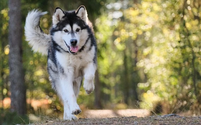 martina flocken - doggy fitness - blockaden beim hund im iliosakralgelenk - hundephysiotherapie - hundefitness