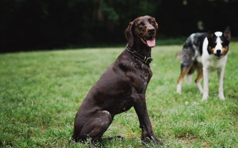 Dein Hund kann nicht richtig sitzen? – Was die Sitzposition über den Bewegungsapparat deines Hundes aussagt