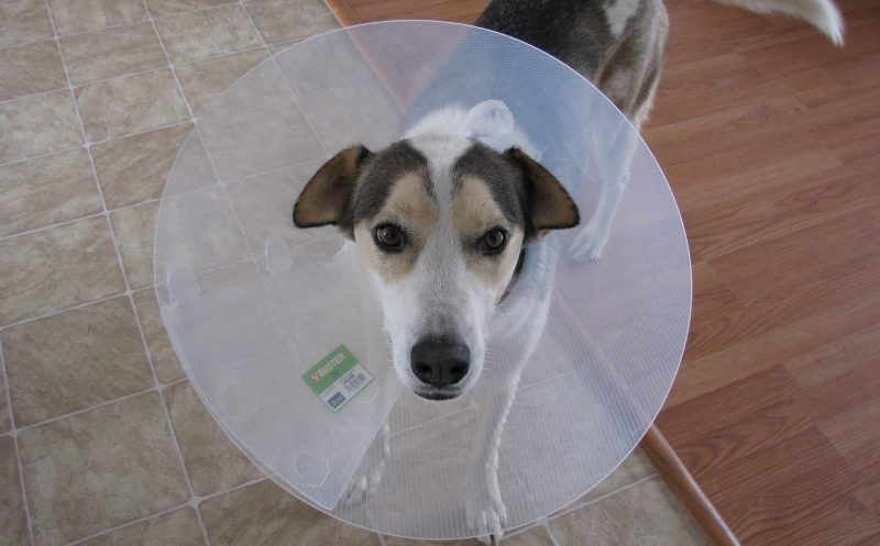 Dein Hund wird operiert? – 12 wichtige Tipps zur Vorbereitung und für die erste Zeit nach der Operation, die du kennen solltest