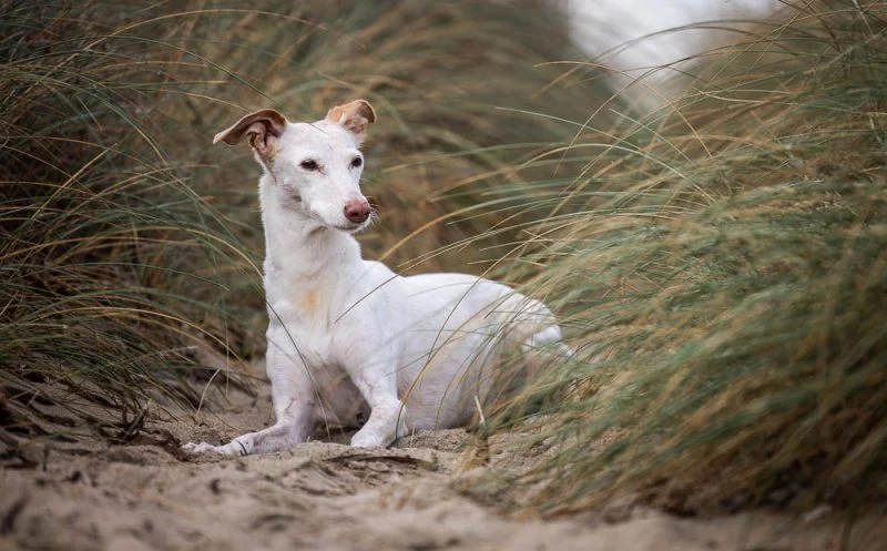 Schmerzgedächtnis beim Hund – warum es so gefährlich ist und wie man es behandelt