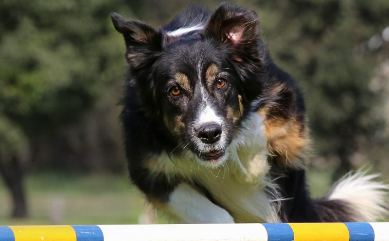 Der Achillessehnenriss beim Hund – Ursachen, Symptome, Diagnose und Behandlungsmöglichkeiten