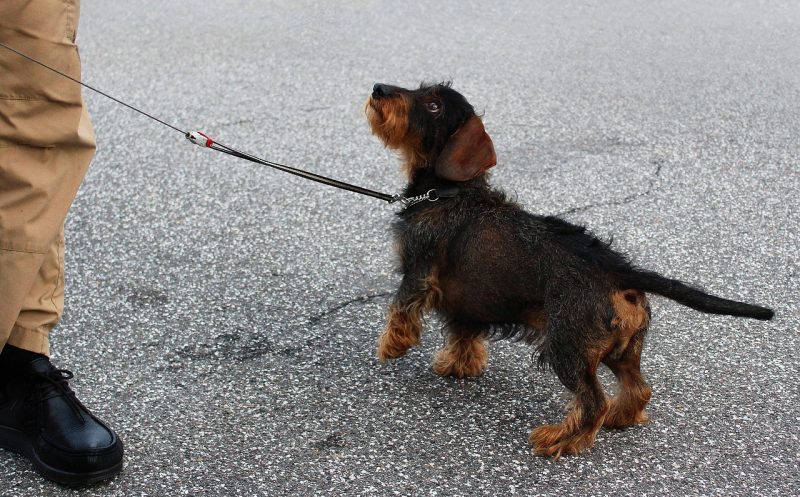 Wie lange darf dein Hund spazieren gehen? – wieviel ist gut, wann wird es schädlich? Die wichtigsten Faktoren