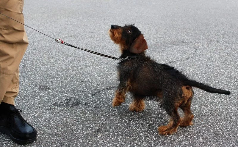 Wie lange darf dein Hund spazieren gehen? – wieviel ist gut, wann wird es schädlich? Die wichtigsten Faktoren