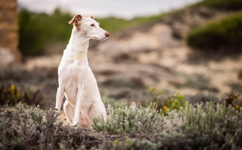 Die Top 5 Ursachen für einen Kreuzbandriss beim Hund