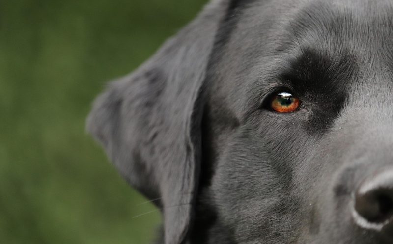 Kaninchenhoppeln und Hüftschwung beim Hund – auf welche Gelenkerkrankung es hindeutet