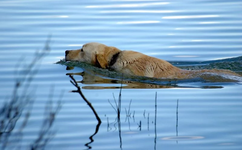 Schwimmen beim Hund – ist es wirklich für jeden Hund gesund?