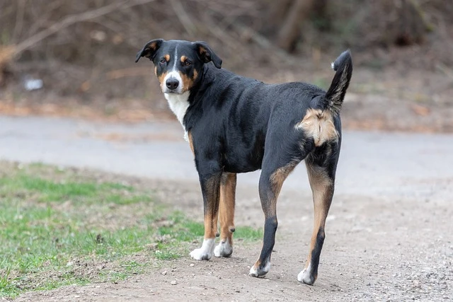 X-Beine beim Hund – Ursachen und Folgen