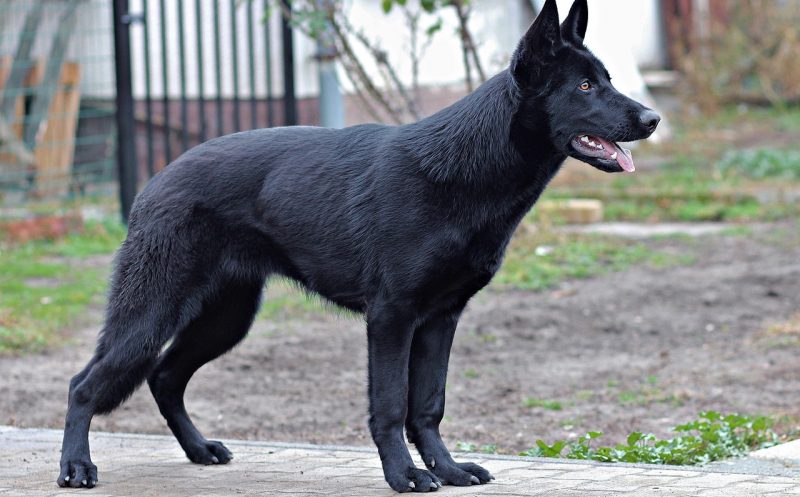 Kuhhessigkeit beim Hund durch muskuläre Dysbalance – Ursachen, Folgen und Behandlung