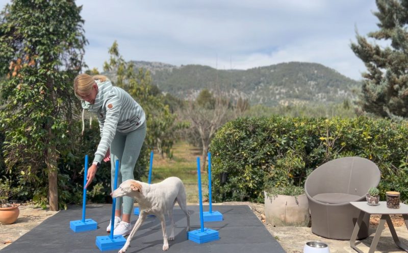 Physiotherapeutisches Hundefitness Training: Ein ganzheitlicher Ansatz zur Förderung der Gesundheit und des Wohlbefindens deines Hundes