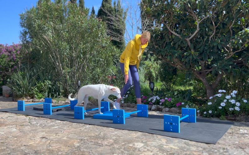 Cavaletti Training für Hunde – wie es geht und was es deinem Hund bringt