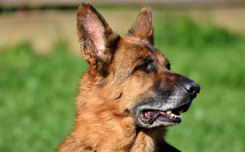 Gelenkschmerzen beim Hund: Wichtige Anzeichen und was du tun kannst!