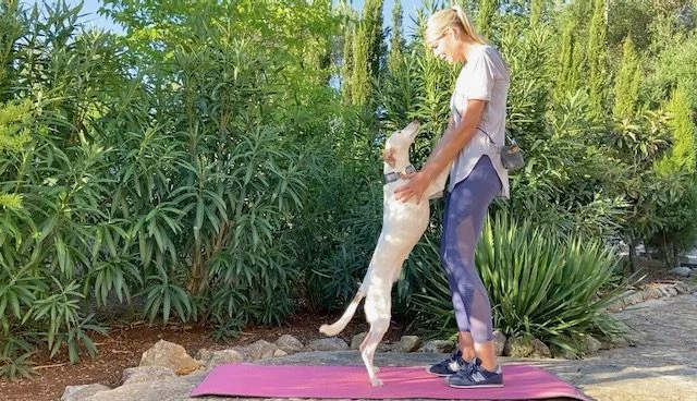 3 Stretching Übungen für deinen Hund – perfekt auch für das Warm Up