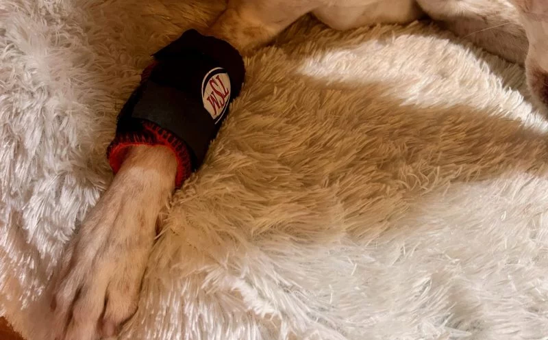 Bandagen und Orthesen für Hunde – wie sie wirken und mehr Stabilität für Gelenke bieten