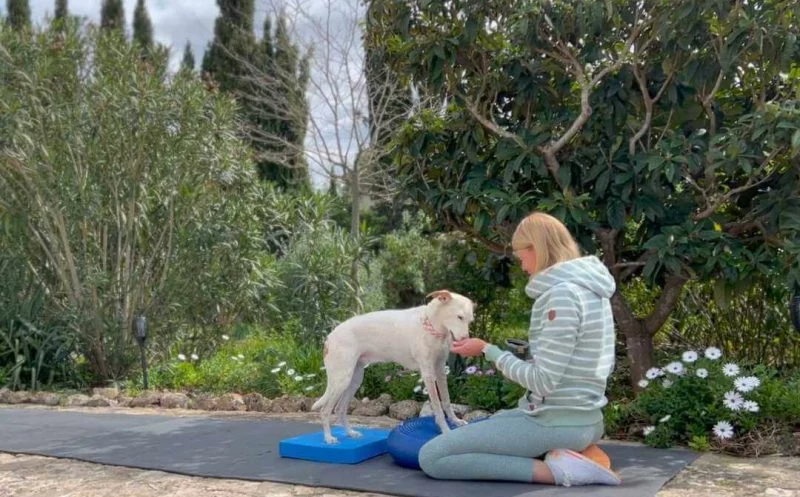 Beschäftigung für Hunde – so kannst du deinen Hund im Alter und bei Gelenkerkrankungen beschäftigen