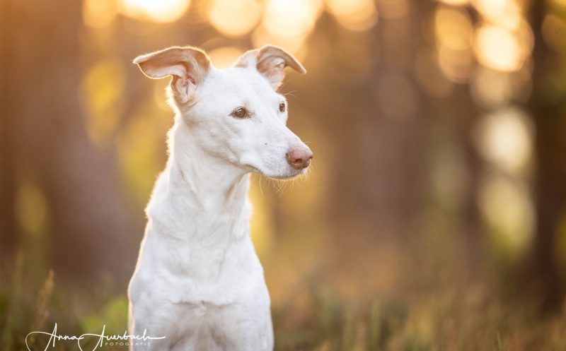 martina flocken - doggy fitness - hundephysio - hundefitness - dein hund hat arthrose tipps für ein sinnvolles arthrosemanagement