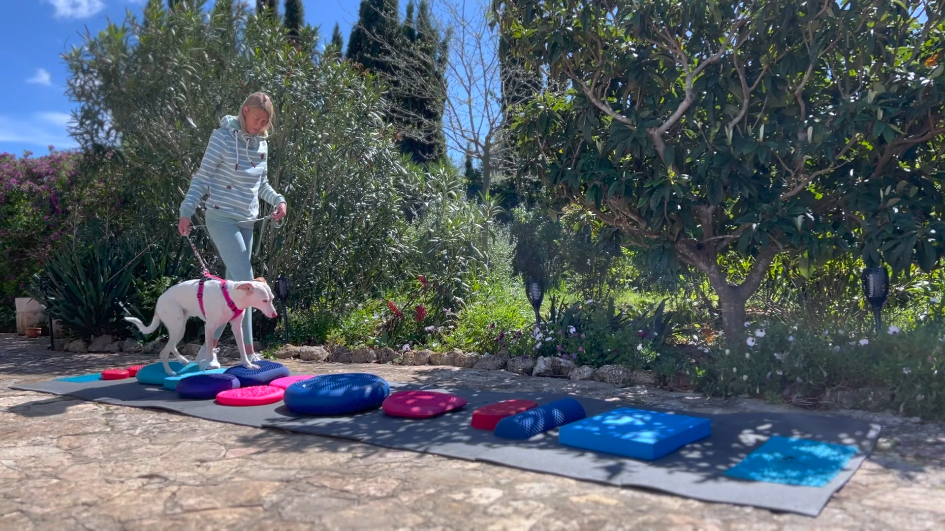 Der richtige Untergrund im Bewegungs- und Fitnesstraining für Hunde – warum er so wichtig ist!